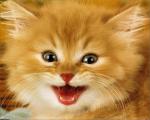 cat_53