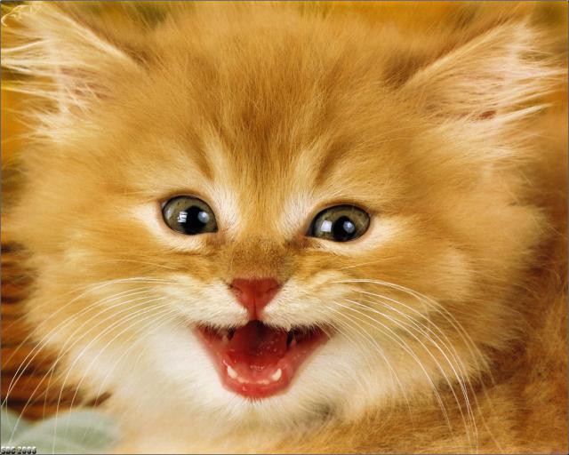 cat_53