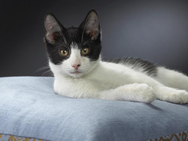 cat_63