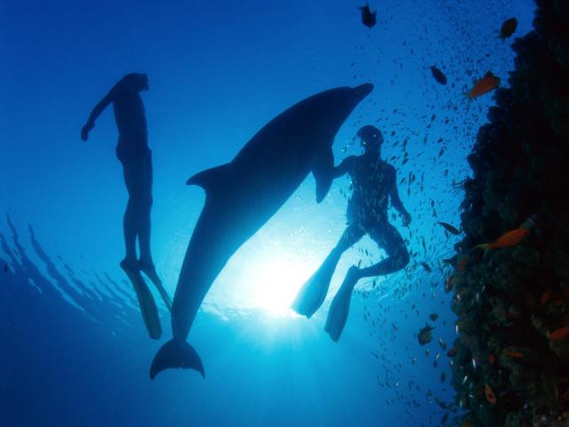ocean-life-204