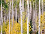 tree_011