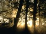tree_038