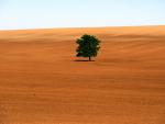 tree_049