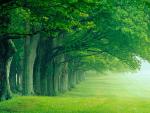 tree_051