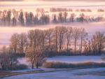 tree_054