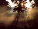 tree_057