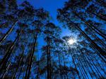 tree_064