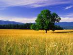 tree_075