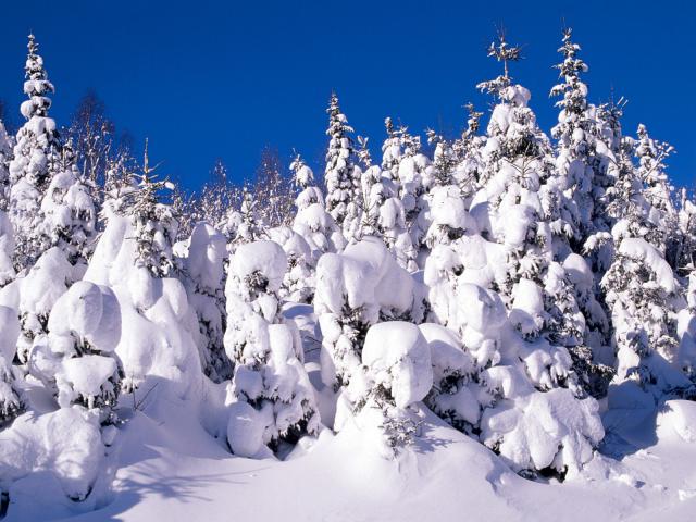tree_077