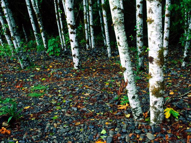 tree_079