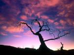 tree_083