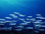 ocean-life-228