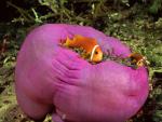 ocean-life-231