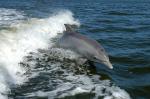 ocean-life-235