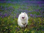 dog_266