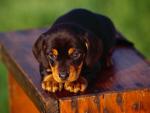 dog_286