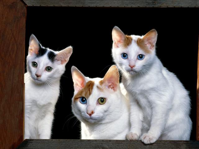 cat_73