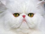 cat_74