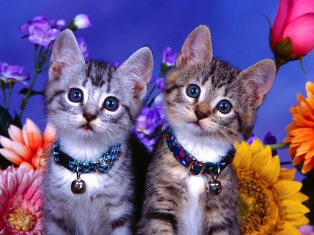 cat_78