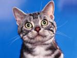 cat_82