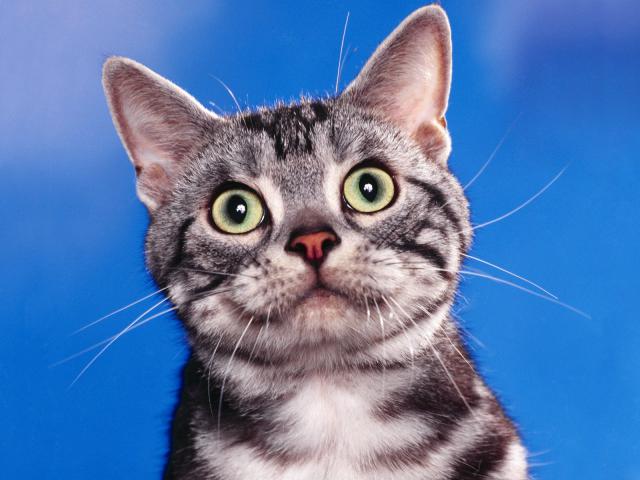 cat_82