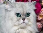 cat_84
