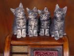 cat_89