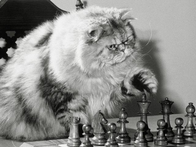 cat_91