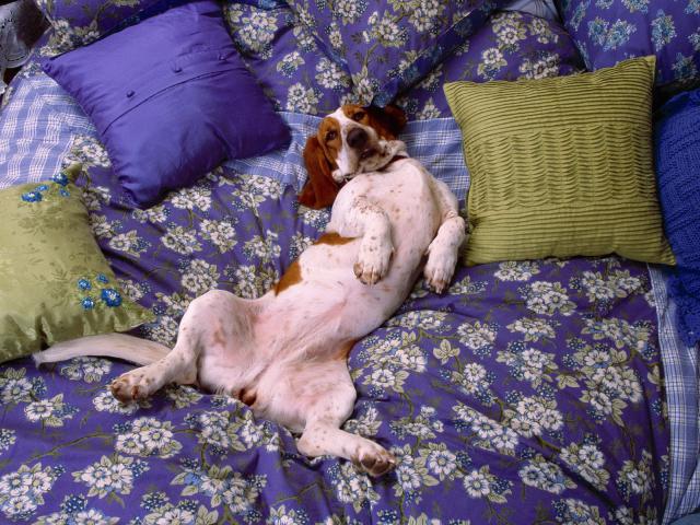dog_287
