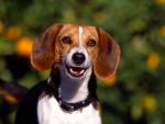 dog_288