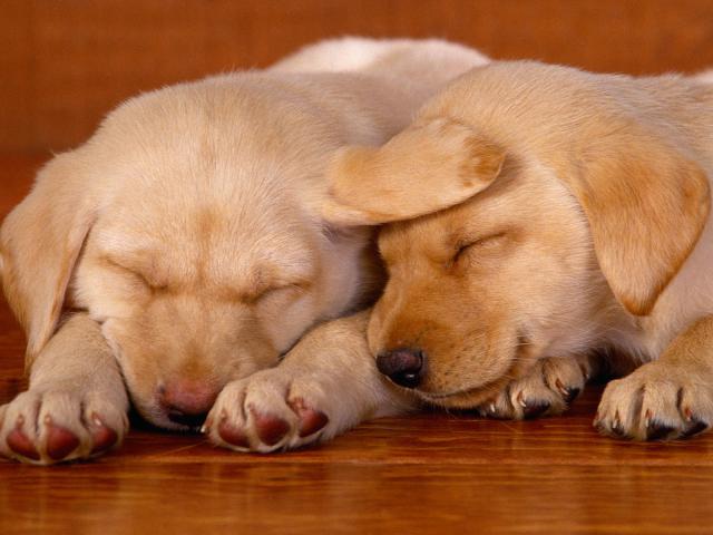 dog_290