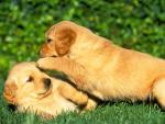 dog_295