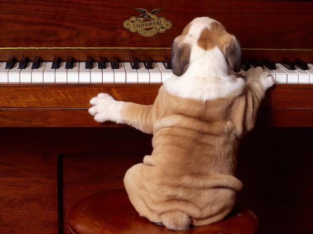 dog_296