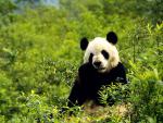 China_026