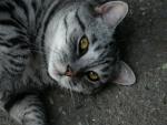 cat_93