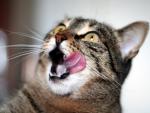 cat_94