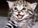 cat_95