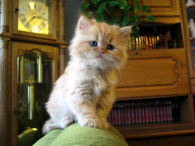 cat_97