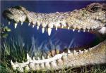 Croc