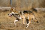 Wolf_01