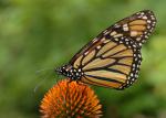 Butterfly_01