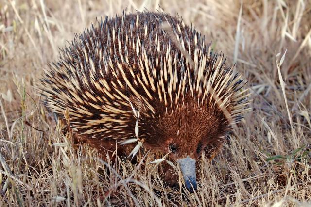 Echidna_01