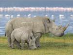 Animals_001