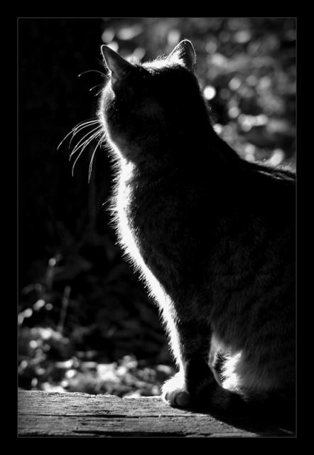cat_112