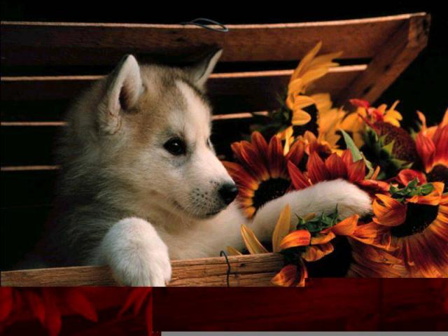 dog_298