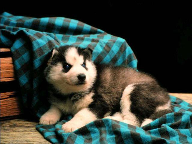 dog_303