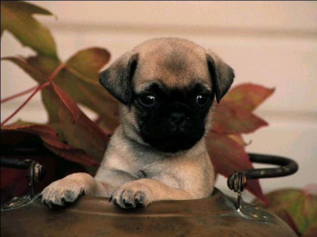 dog_311