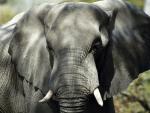 Animals_006