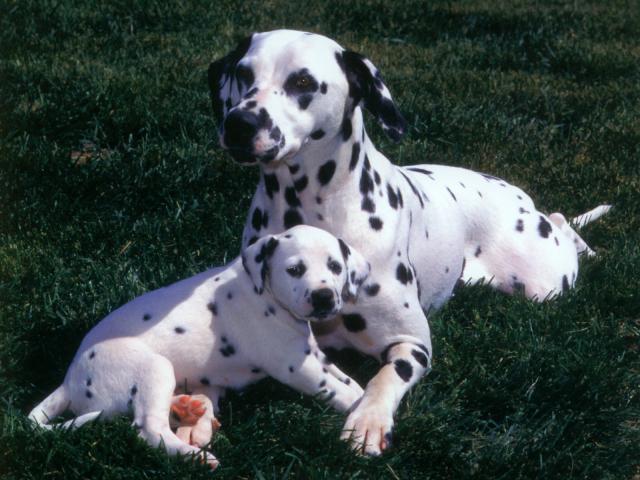 dog_336