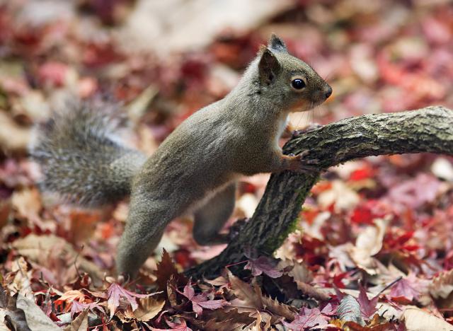 squirrel_2